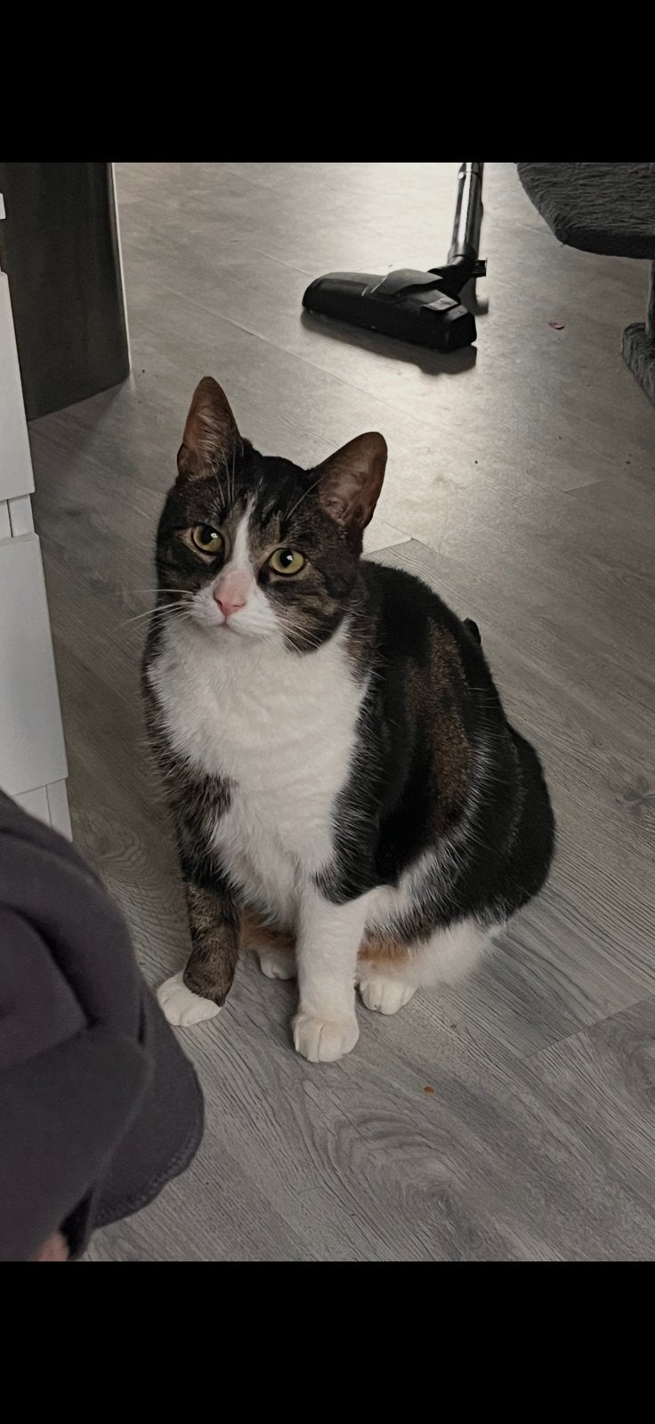 Lieve kater, Dieren en Toebehoren