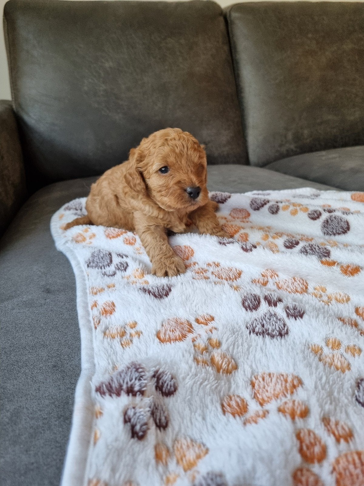 toypoedel puppies, Dieren en Toebehoren, Honden | Chihuahua's en Gezelschapshonden, Parvo, Overige rassen, 8 tot 15 weken, Meerdere