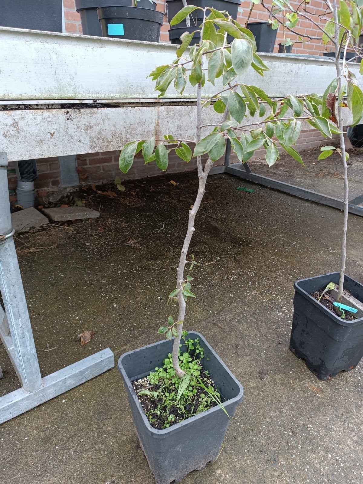 Kaki boom te koop, Ophalen, In pot, Lente