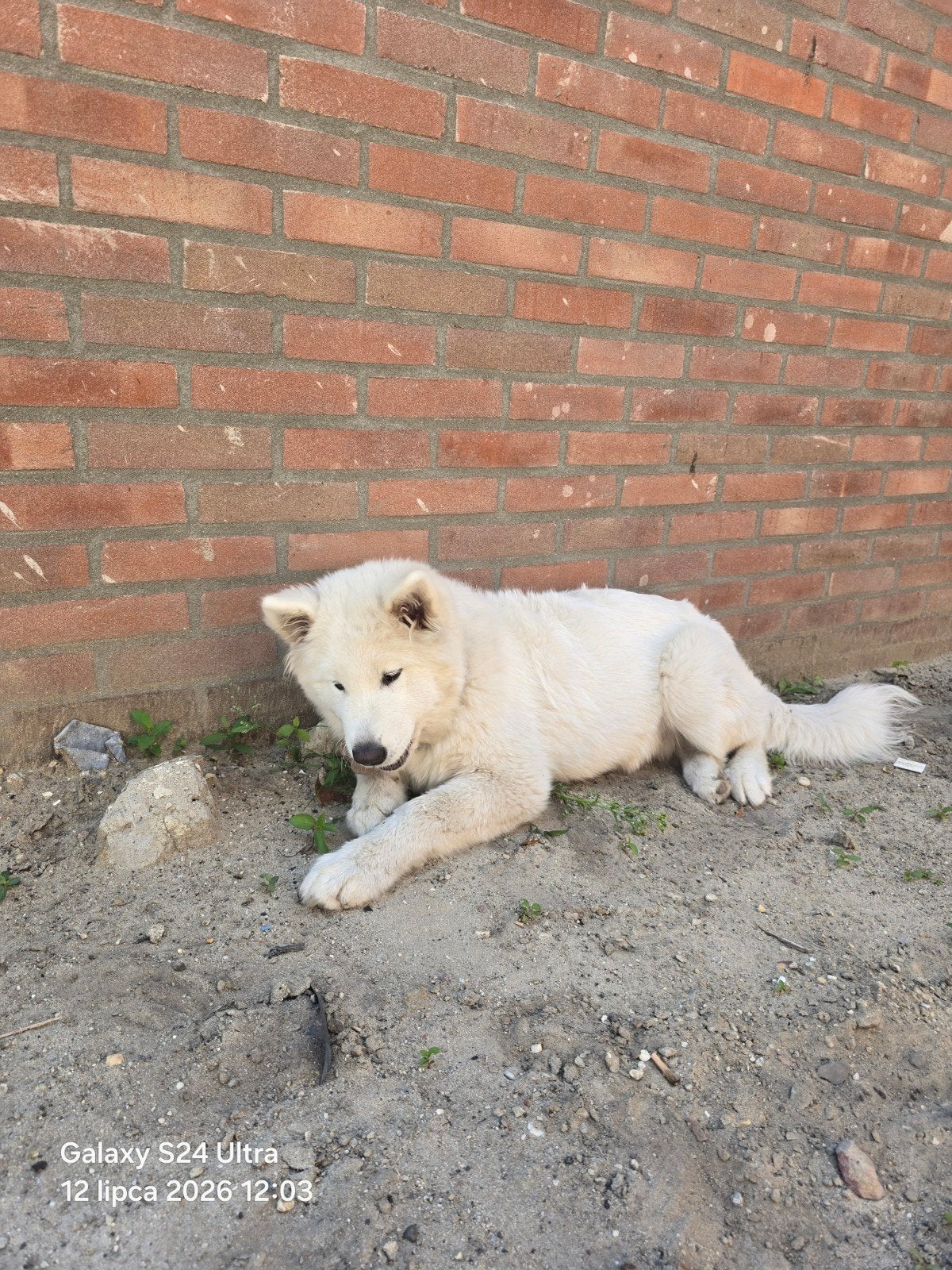 Samojeed 4 maanden oud, Dieren en Toebehoren, 15 weken tot 1 jaar, Reu, Eén hond, Nederland