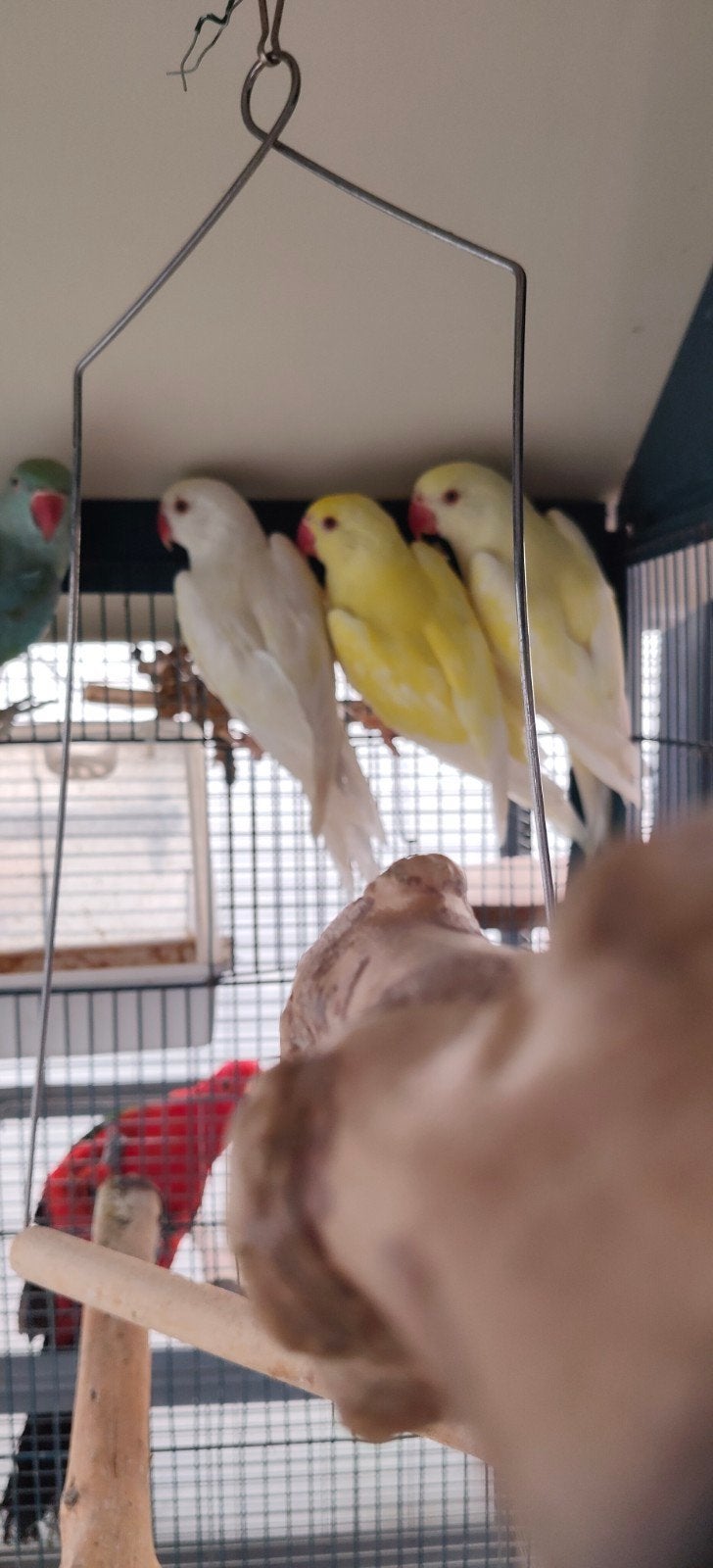 4 mooie halsband parkieten te koop, Dieren en Toebehoren, Geslacht onbekend, Parkiet, Geringd