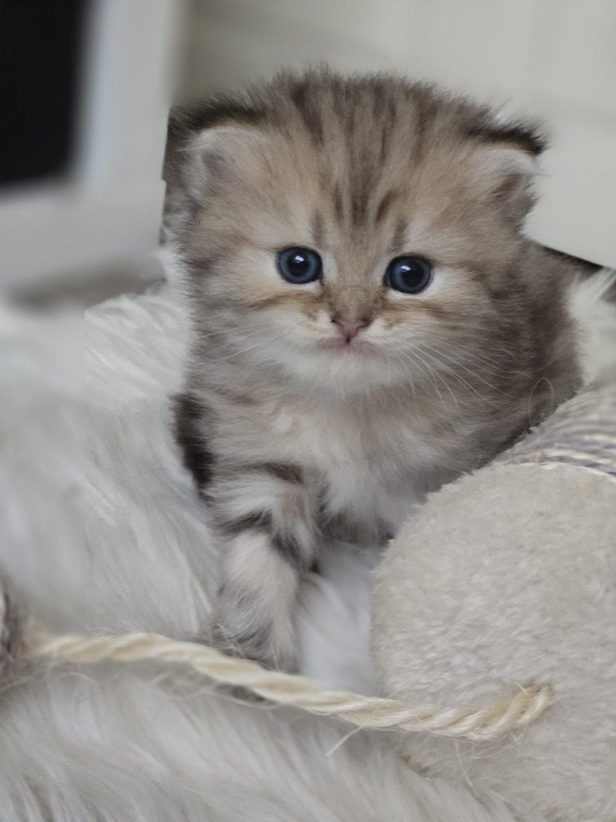 te koop britse langhaar kittens, Dieren en Toebehoren, Katten en Kittens | Raskatten | Langhaar, Meerdere dieren, Ontwormd