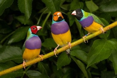 Gezocht gouldamadine split blauw, Dieren en Toebehoren, Meerdere dieren