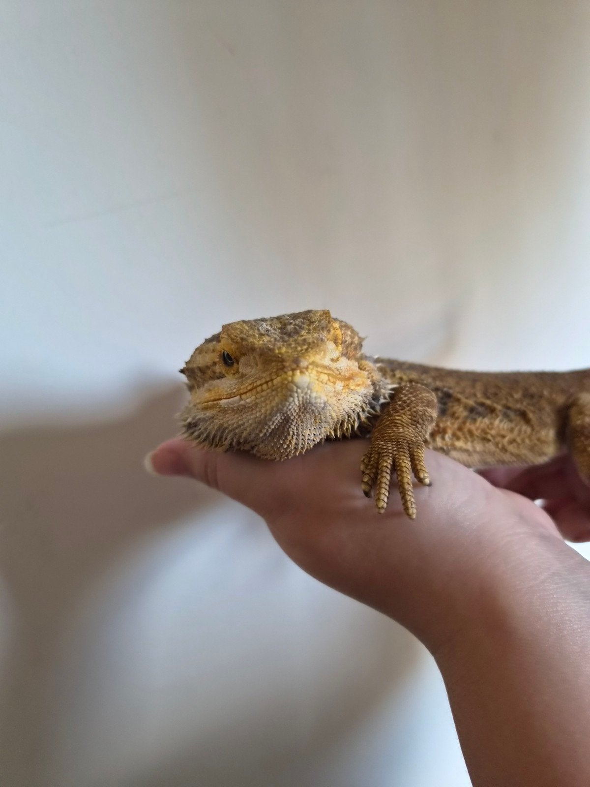Baardagaam, Dieren en Toebehoren, Reptielen en Amfibieën, Hagedis, Tam, 3 tot 6 jaar