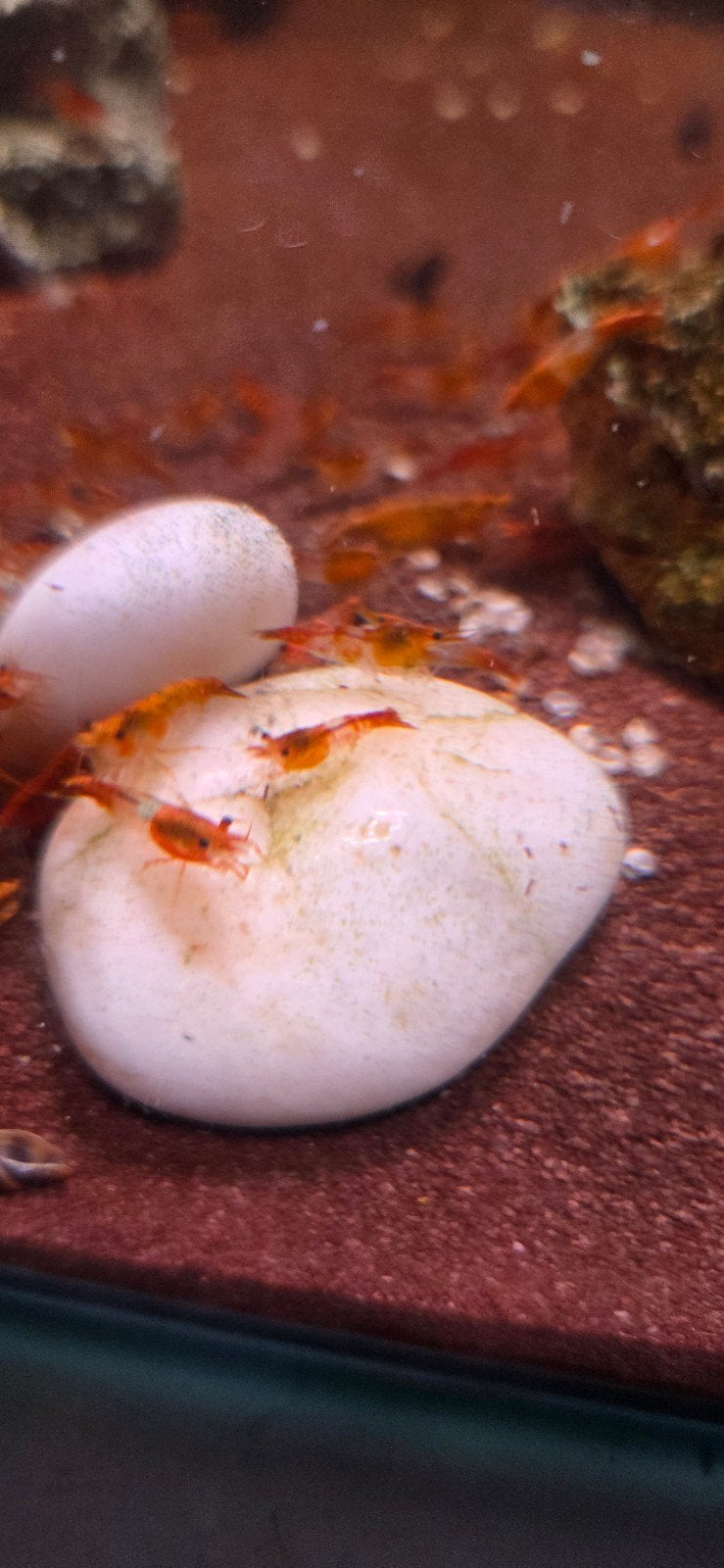 oranje rilli garnalen, Kreeft, Krab of Garnaal