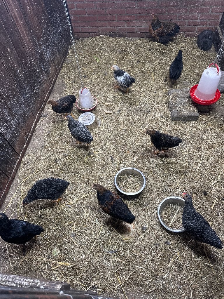 Hennen, Dieren en Toebehoren, Vrouwelijk, Kip