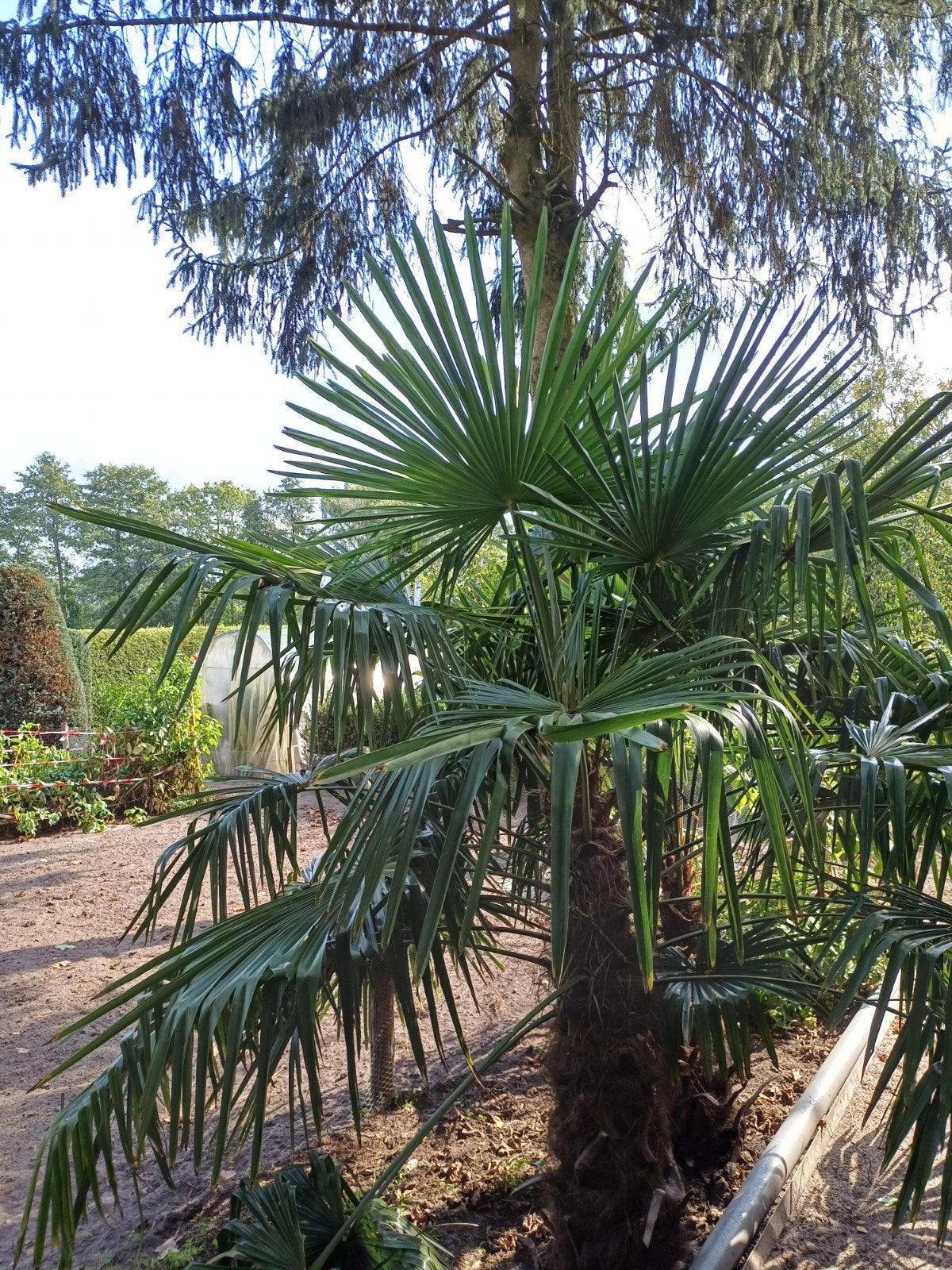 Trachycarpus Fortunei Palm - Winterharde Palmboom, Volle zon, Vaste plant, Bloeit niet, Ophalen