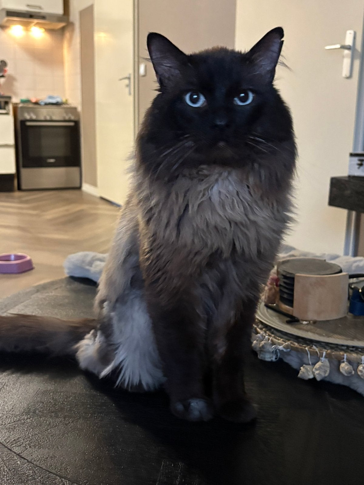 ragdoll (dek)kater seal mink, Dieren en Toebehoren, Katten en Kittens | Raskatten | Langhaar, Kater, 3 tot 5 jaar, Gechipt, Ontwormd