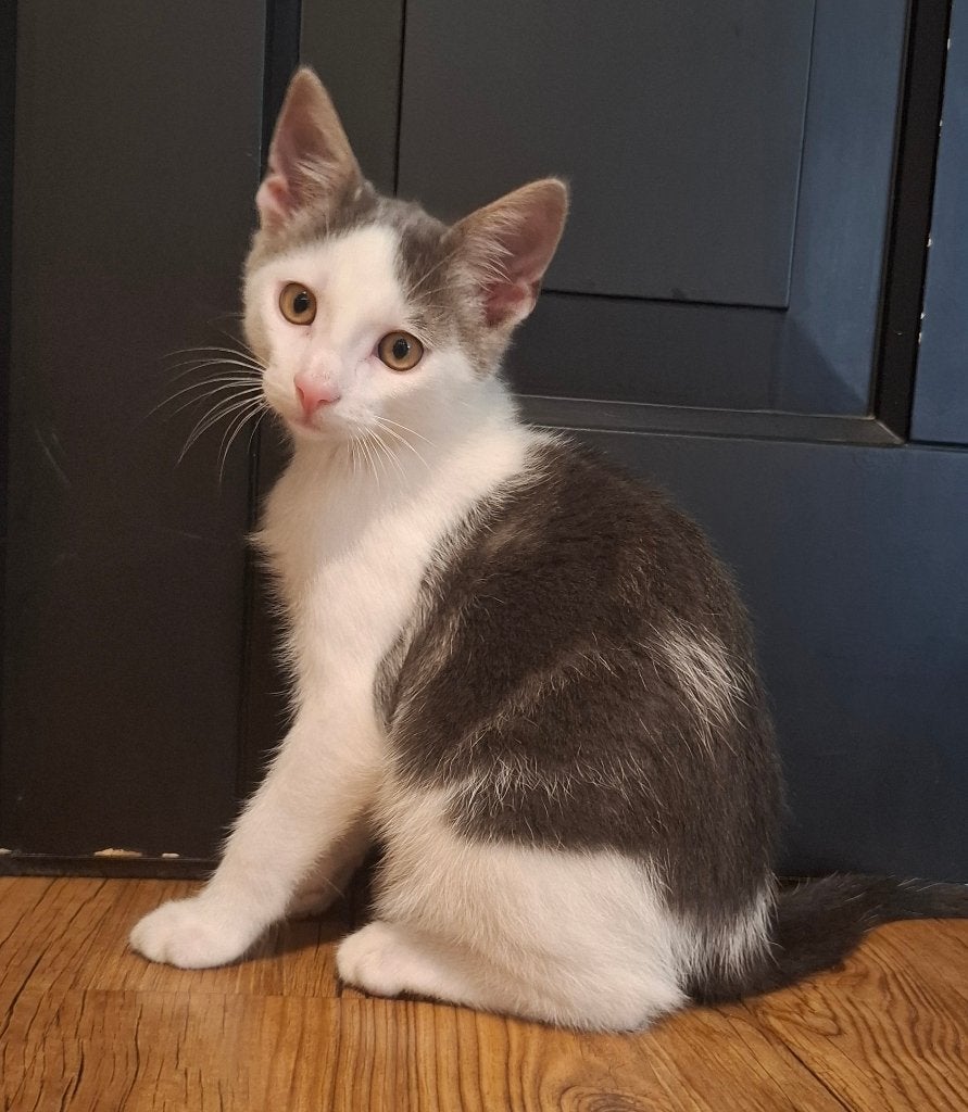 Jonge lieve kater te koop, Dieren en Toebehoren, Kater, 0 tot 2 jaar