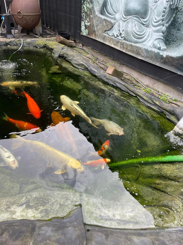 Japanse koi te koop wegens beëindiging van de hobby, Dieren en Toebehoren, Vissen | Vijvervissen, Karper of Koi