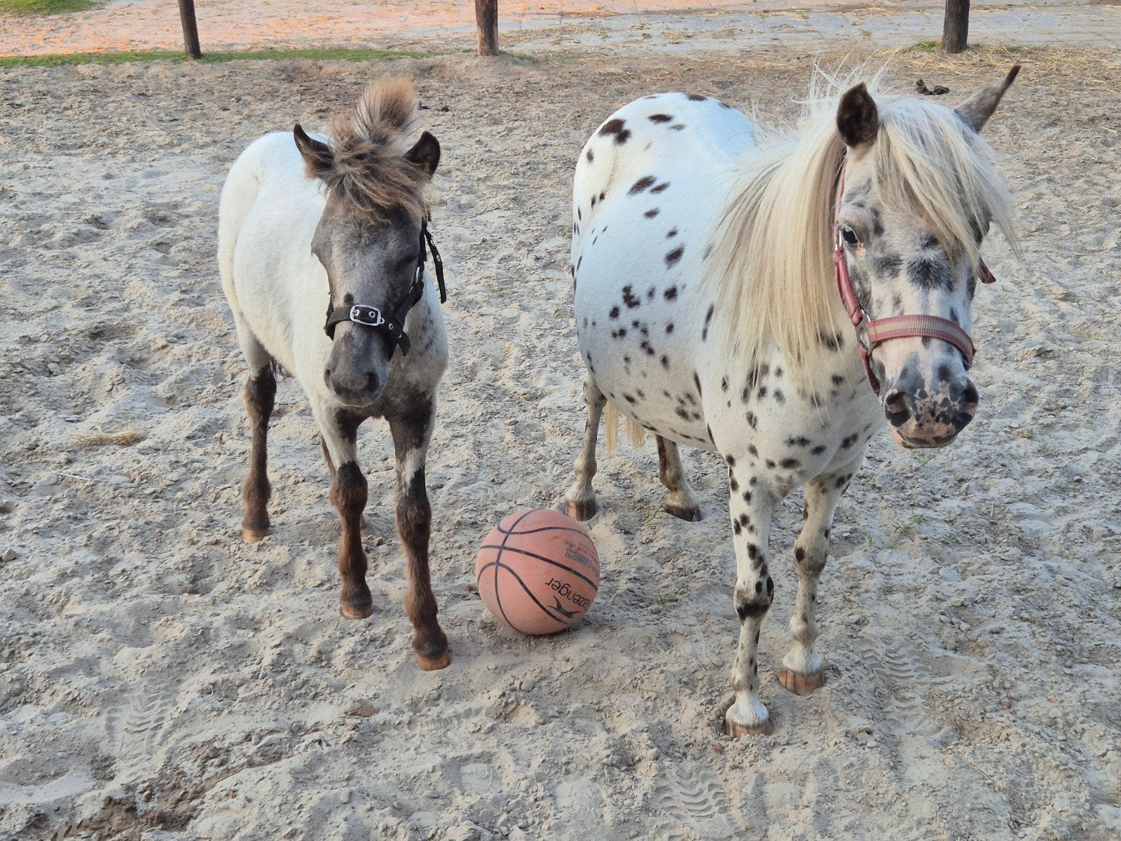 Appaloosa merrie en veulen, appaloosa ruin, zilverappel ruin, Dieren en Toebehoren, Pony's, Merrie, Met stamboom, Zadelmak, A pony (tot 1.17m)