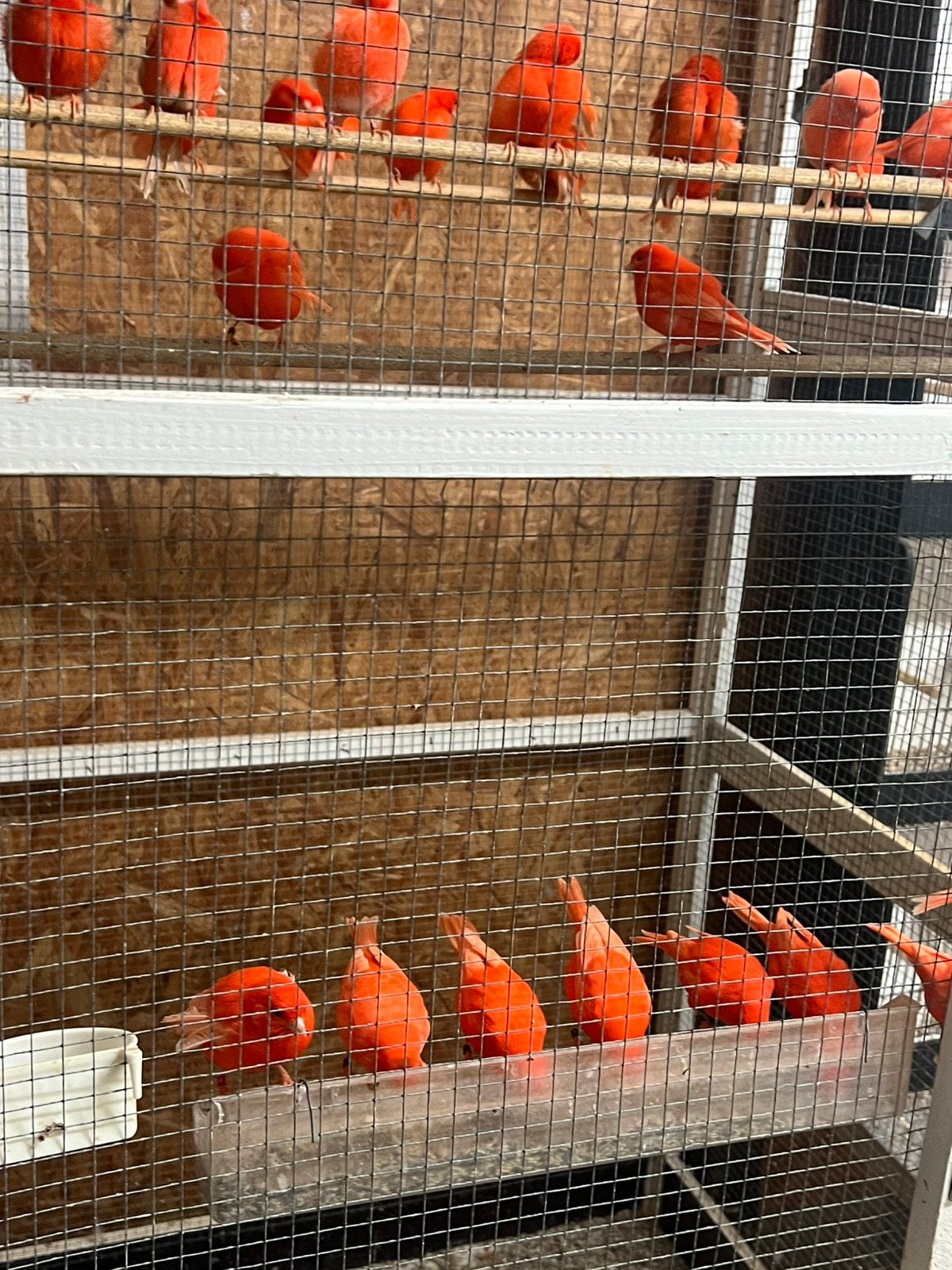 Rode kanaries, Meerdere dieren, Kleurkanarie