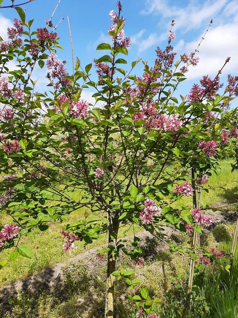 Syringa microphylla Superba op stam , dwergsering, Ophalen, Lente, Halfschaduw