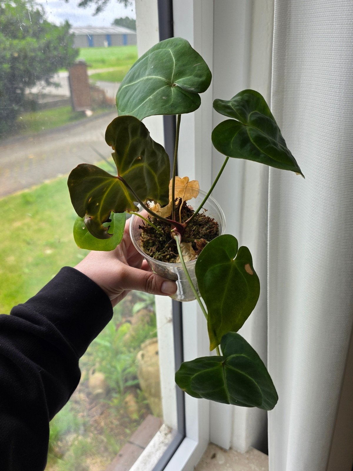 Anthurium noid, Ophalen of Verzenden, Halfschaduw, Minder dan 100 cm