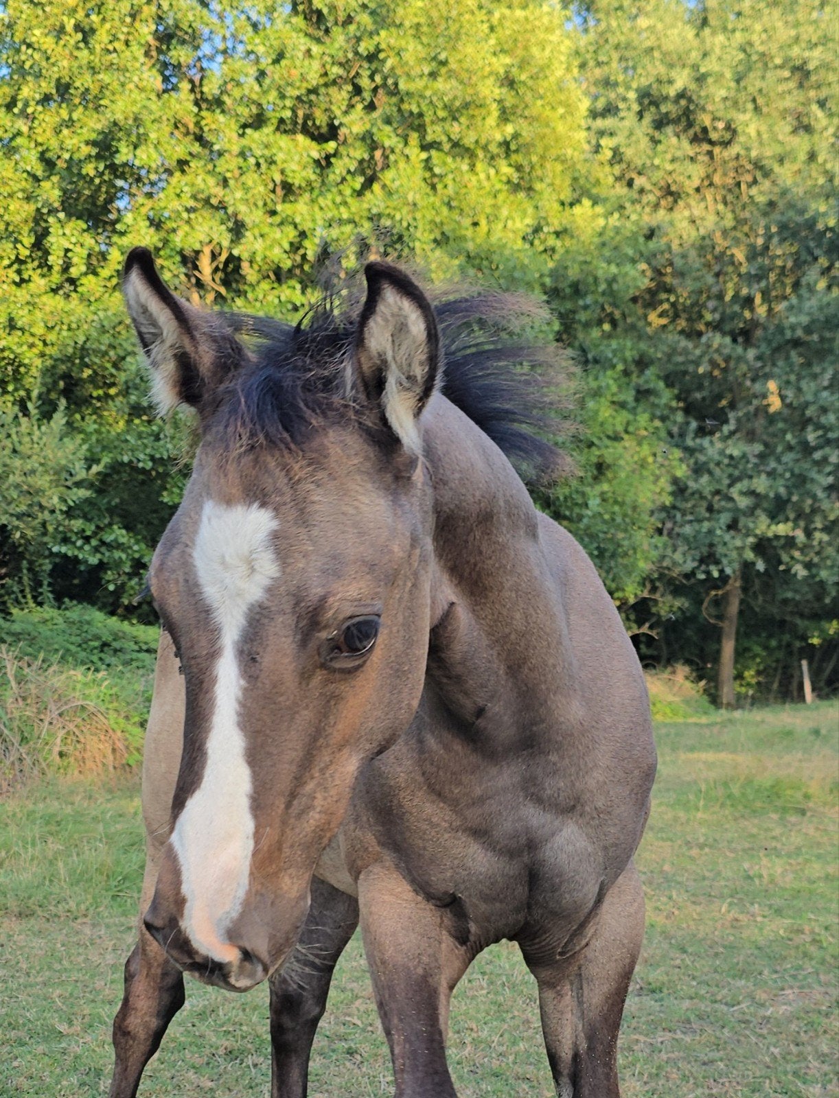 2 kwaliteit quarter veulens aqha, Dieren en Toebehoren, Paarden, Merrie, 0 tot 2 jaar