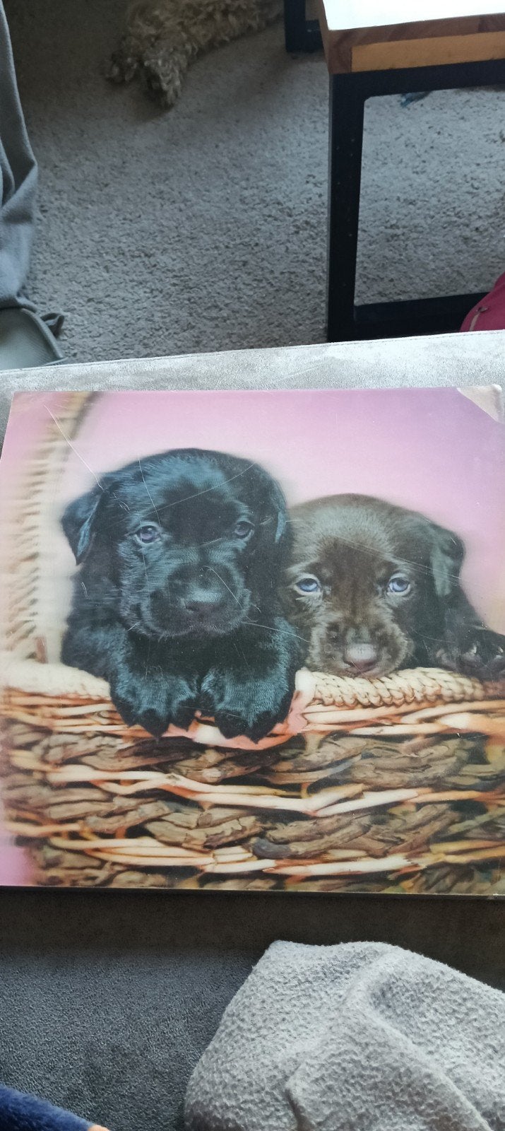 honden schilderij, Ophalen, Schilderij