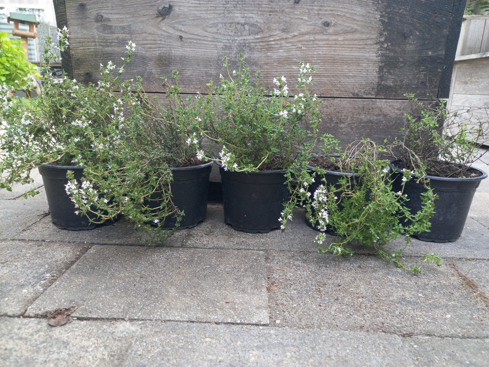 Tijm planten, Ophalen, Overige soorten, Volle zon