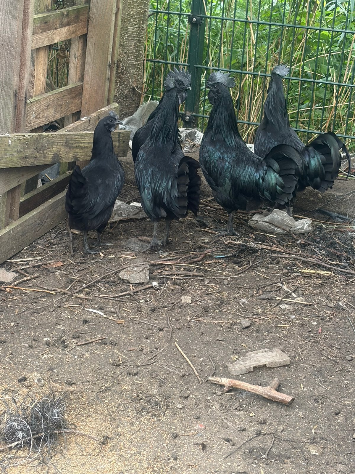 Mooie hanen, Dieren en Toebehoren, Pluimvee, Mannelijk, Kip