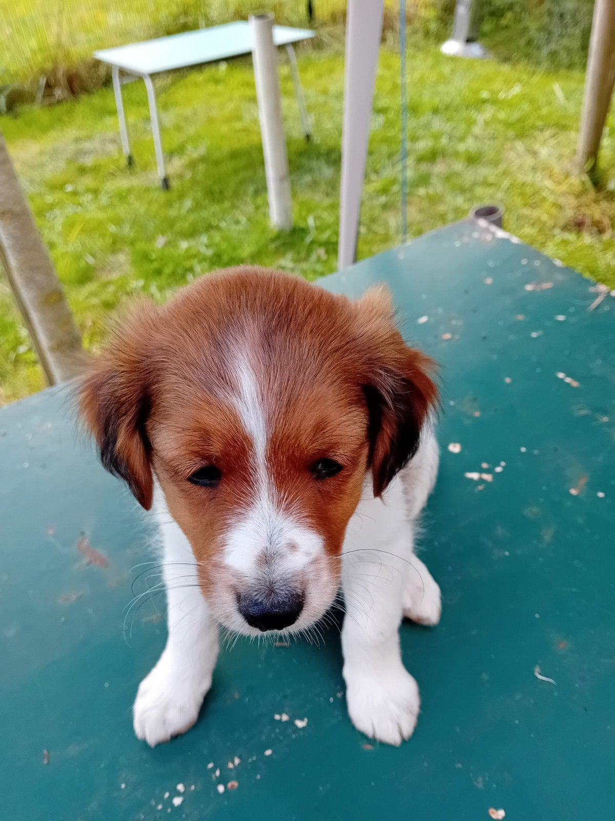 Prachtige raszuivere kooikerpups, Dieren en Toebehoren, Parvo, Overige rassen, 8 tot 15 weken, Meerdere