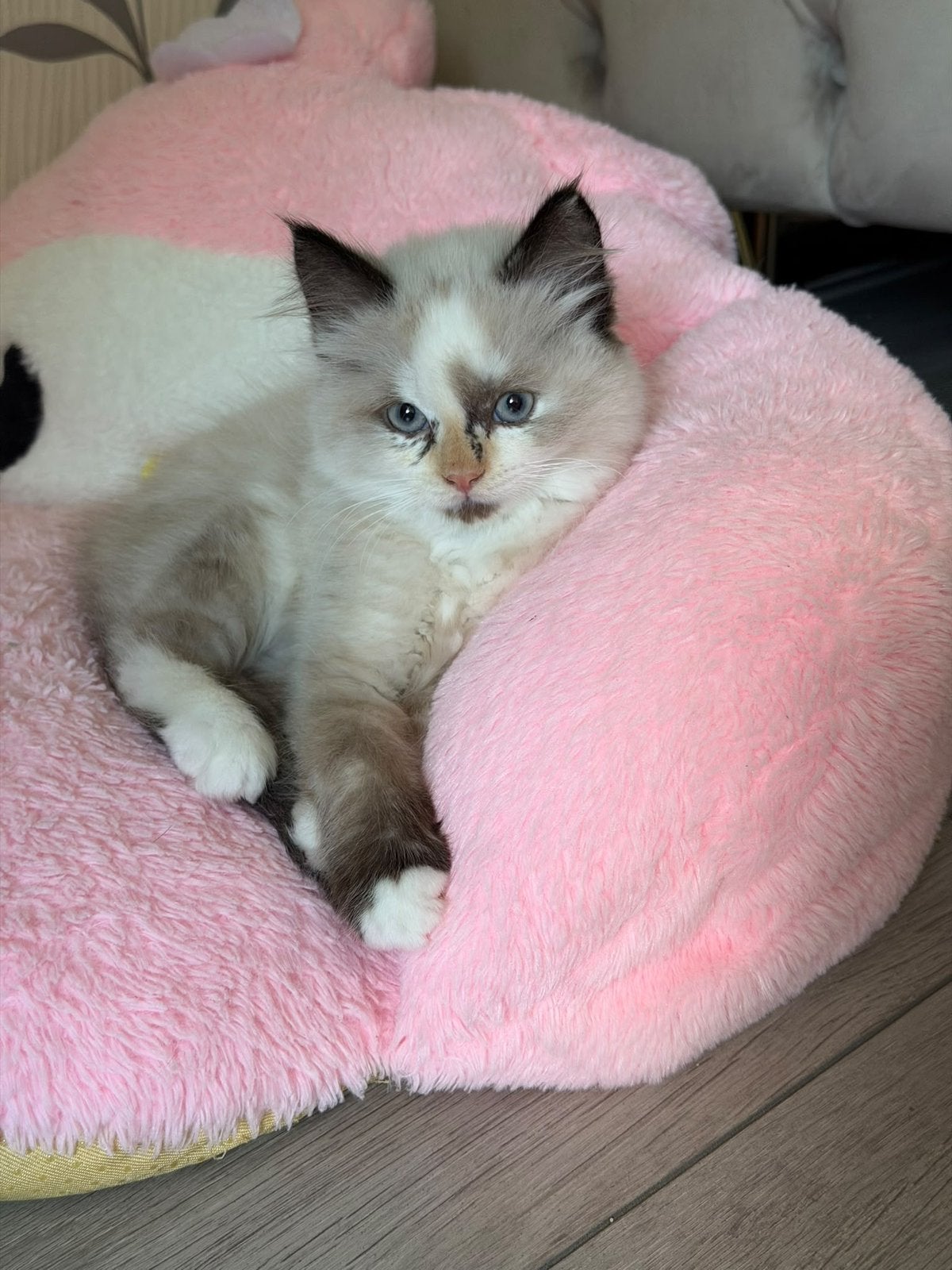 Lang birts haar kitten te koop!, Poes