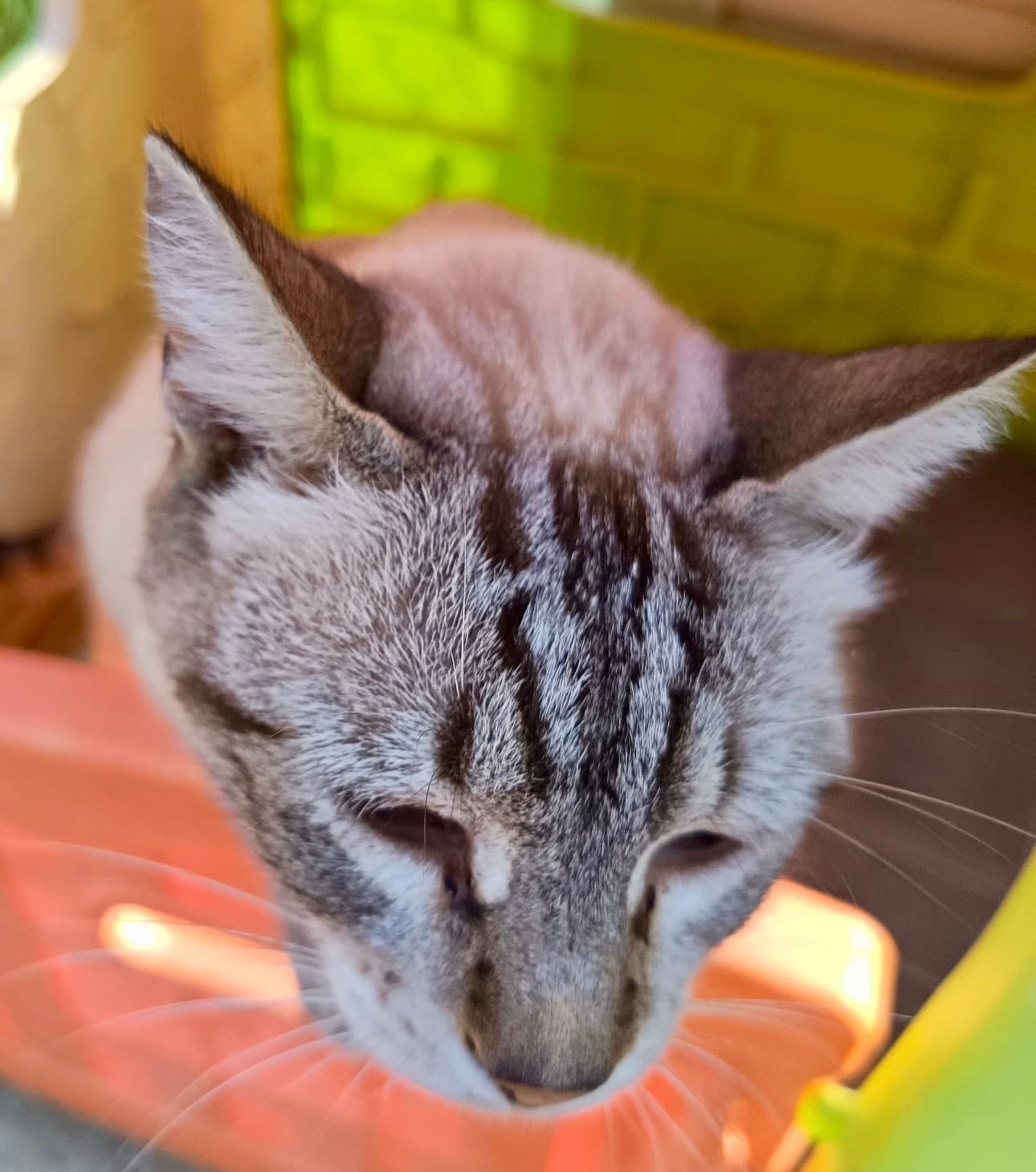 Prachtig Lynx Point Siamees katertje, Kater, Gechipt