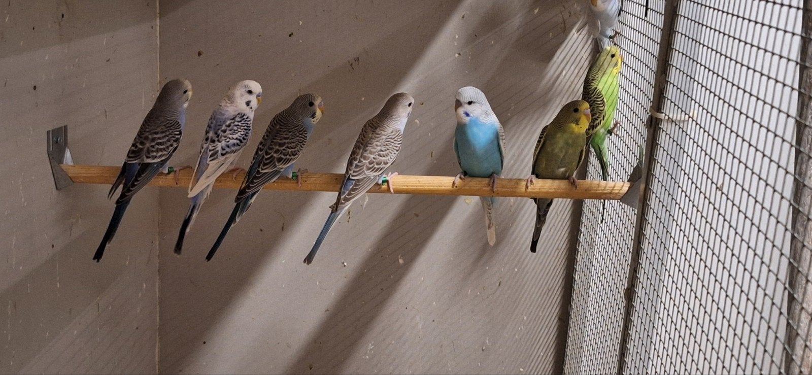 12 grasparkieten, Meerdere dieren, Parkiet