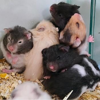 Goudhamsters te koop, Dieren en Toebehoren, Knaagdieren, Januari, Meerdere dieren, Hamster