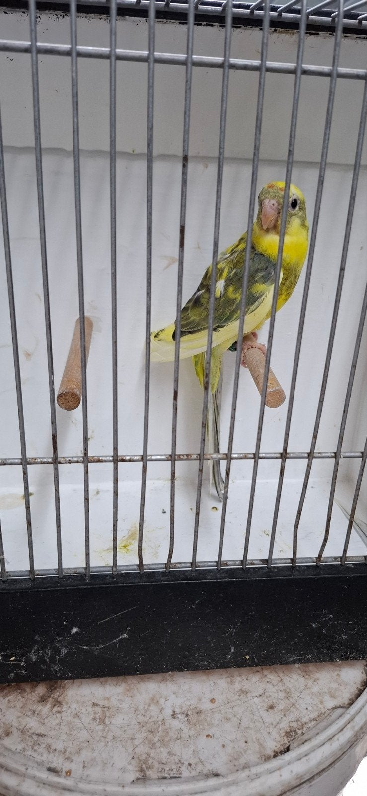 Roodruggen te koop, Meerdere dieren, Parkiet, Geringd