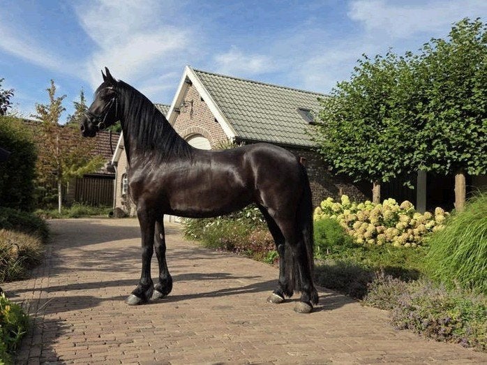 3 jarige friese merries te koop, Merrie