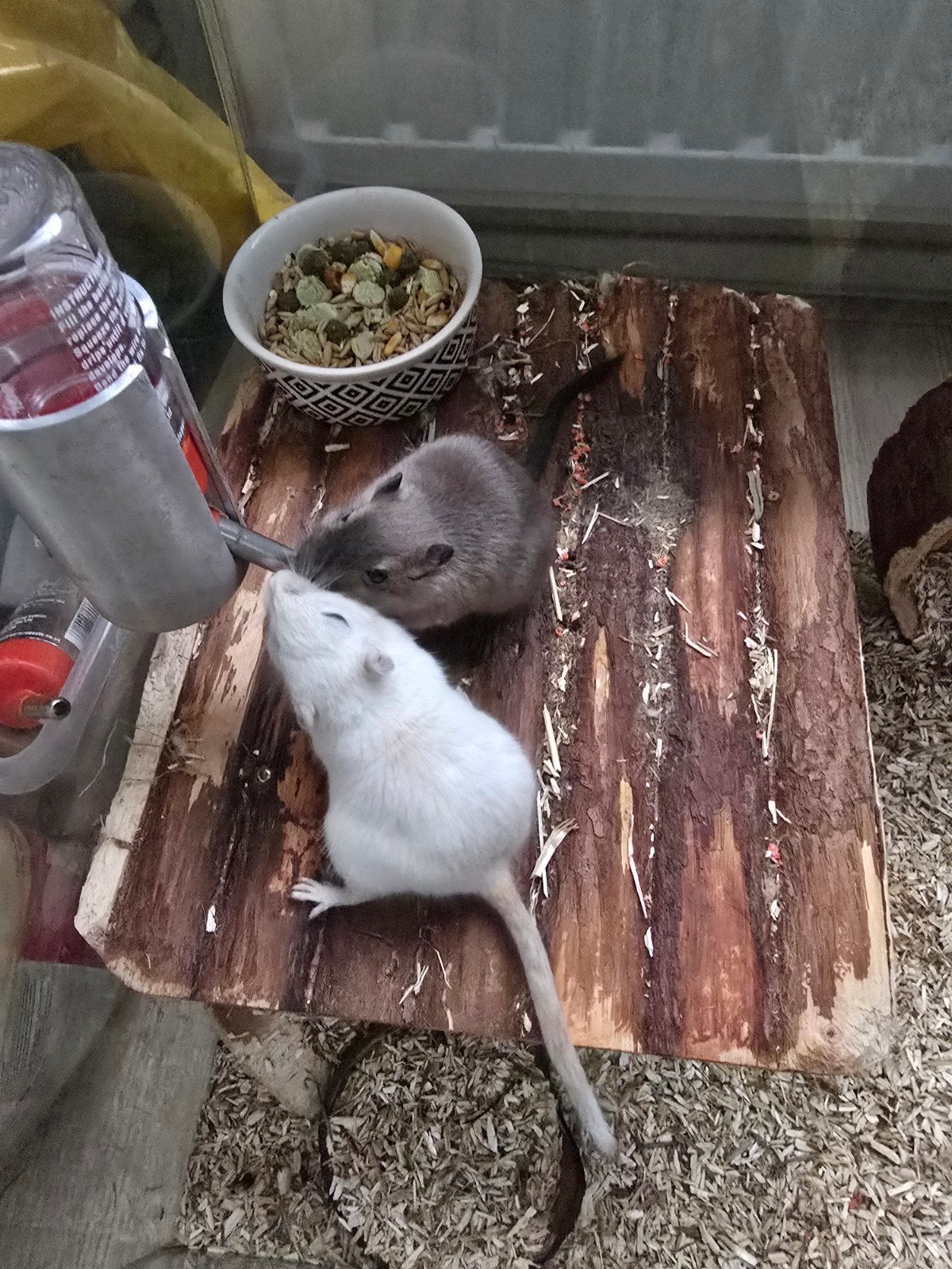 2 tamme gerbils incl hok en accessoires, Ophalen
