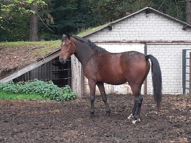 2,5 jarige New Forest pony, Ruin, Onbeleerd, 3 tot 6 jaar