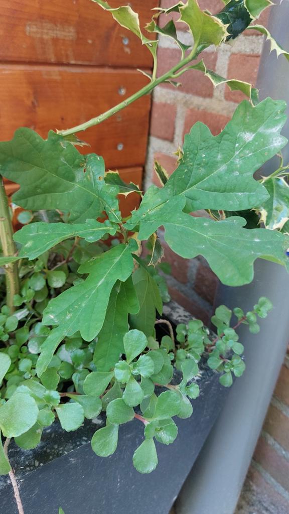Eik, Tuin en Terras, Ophalen of Verzenden, Minder dan 100 cm, Overige soorten, Lente