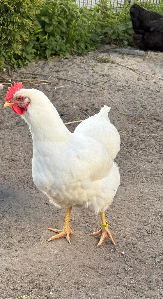 Kip te koop. Raszuivere barnevelder hen wit, Dieren en Toebehoren, Vogels | Overige Vogels, Vrouwelijk, Geringd