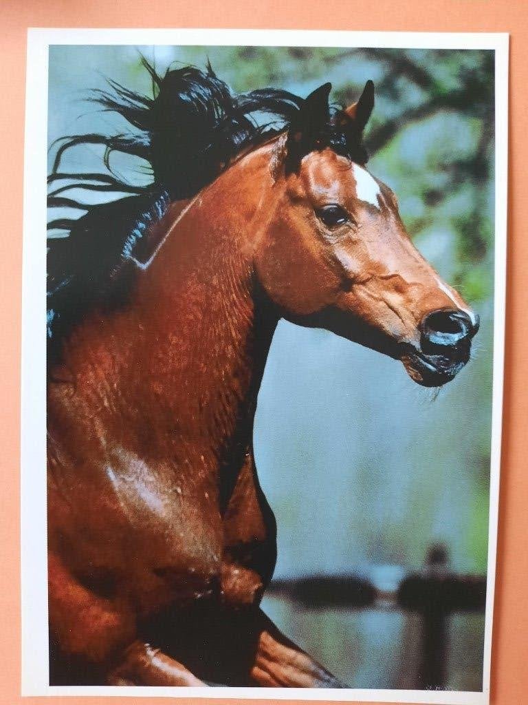 ansichtkaart paard veulen, Verzamelen, Ansichtkaarten | Dieren, Ophalen, 1980 tot heden, Ongelopen, Paard