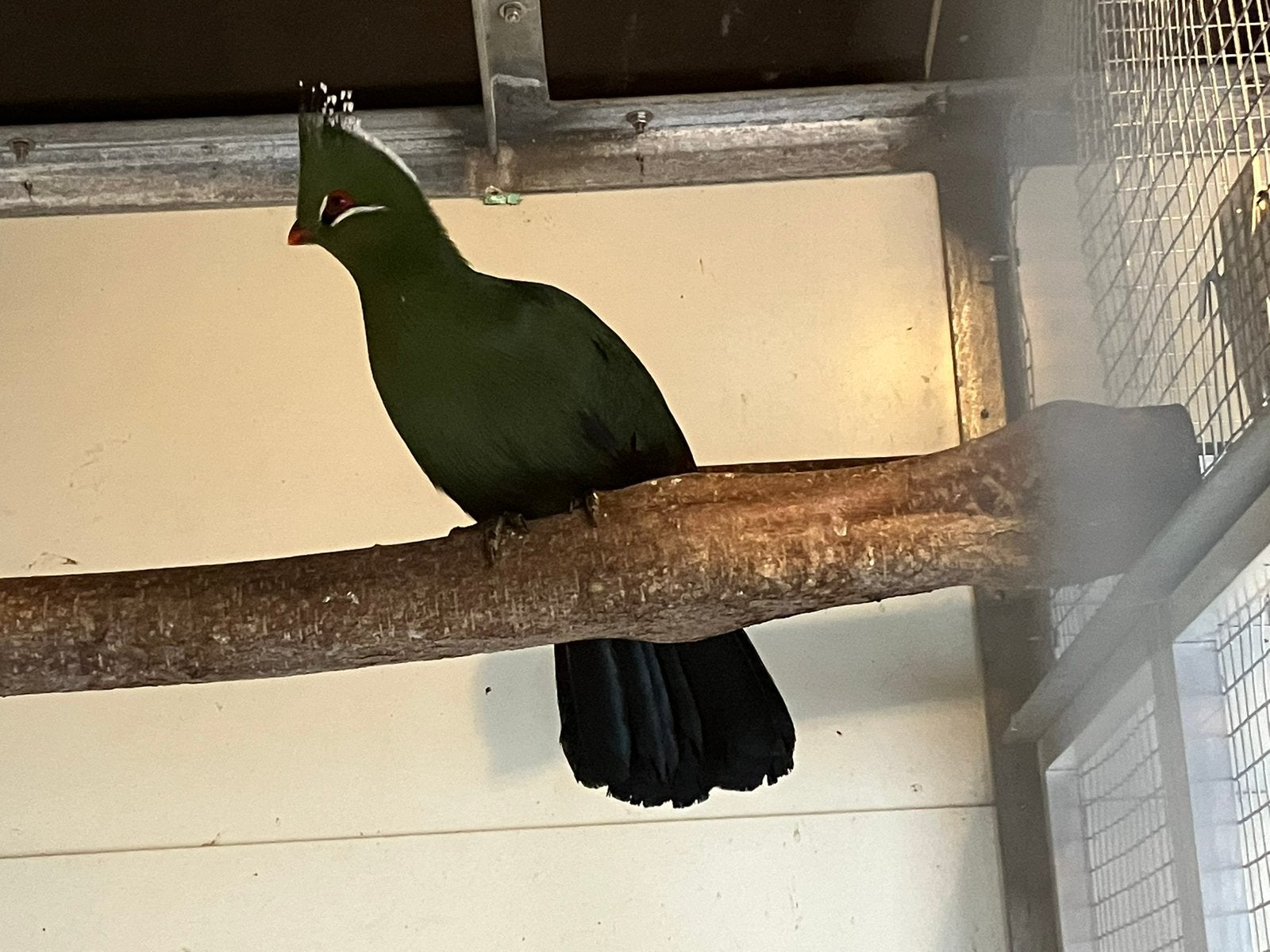 Livingstone Toerako, Meerdere dieren, Tropenvogel, Geringd