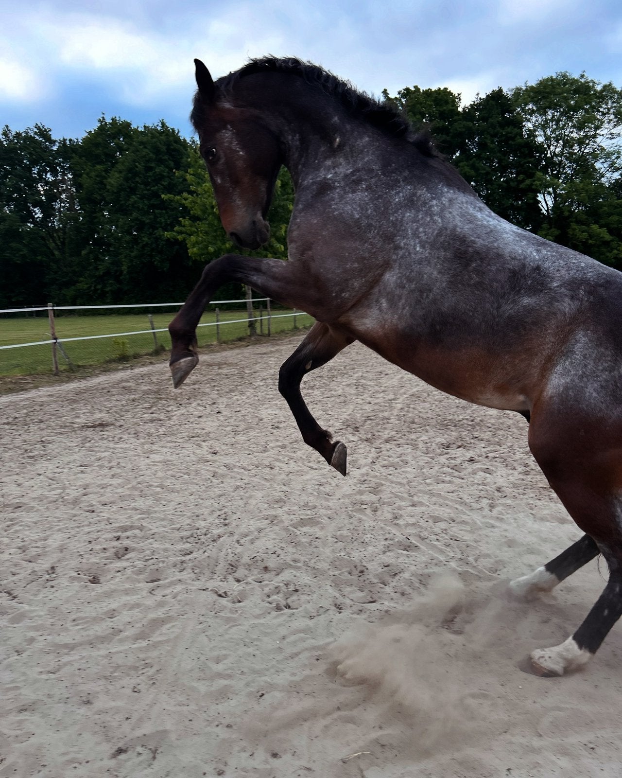 American Appaloosa, Ruin, 9 jaar, Ruin, Recreatiepaard