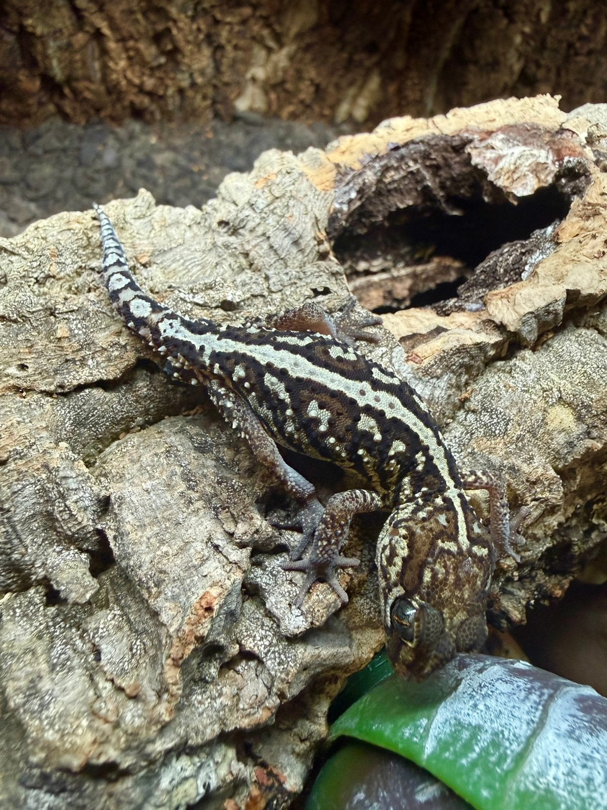 1.2 Paroedura Picta (Madagaskar groot kop gekko), Dieren en Toebehoren, Hagedis, 0 tot 2 jaar