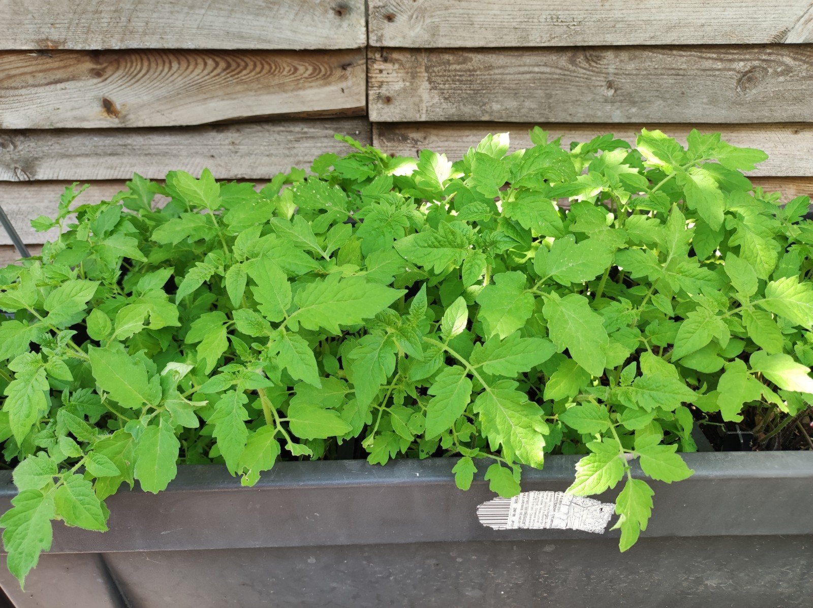 Verse Tomatenzaailingen - Kweek je eigen tomaten!, Ophalen, Volle zon, Groenteplanten, Eenjarig