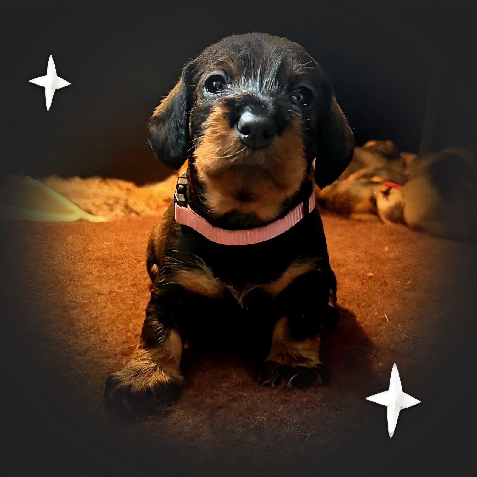 Ruwharige teckelpups lief karakter en jachtpassie, Standaard, 8 tot 15 weken, Parvo, Meerdere