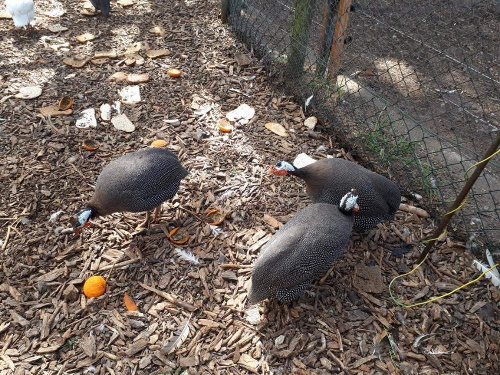 Parelhoenders., Dieren en Toebehoren, Pluimvee, Overige soorten, Meerdere dieren