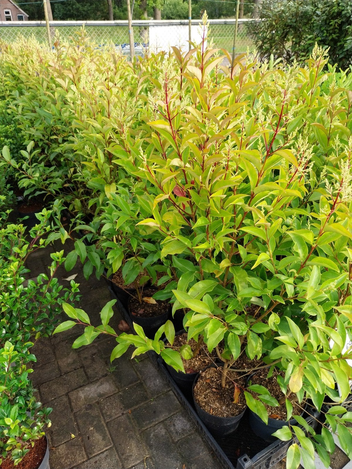 Liguster struiken 80-120 cm - Ideaal voor haag, Ophalen, Liguster, Minder dan 100 cm