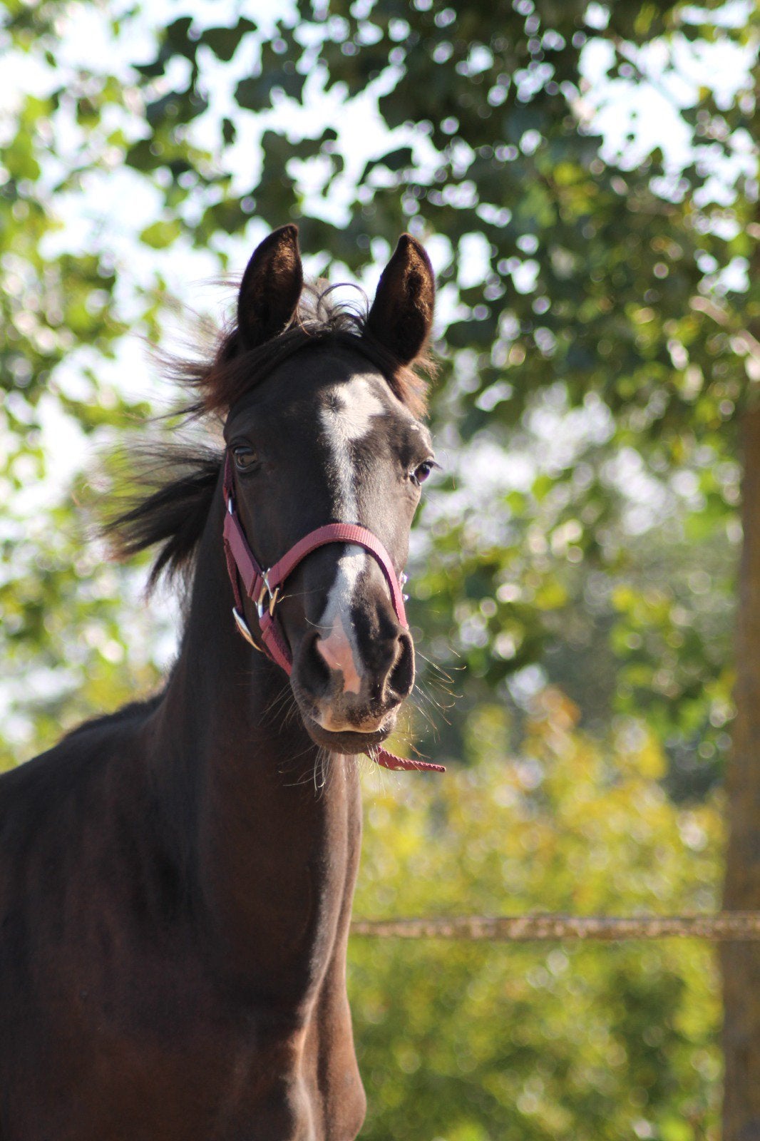Merrieveulen ('N So Next Level x glamourdale), Dieren en Toebehoren, Merrie, Minder dan 160 cm, Met stamboom, Dressuurpaard