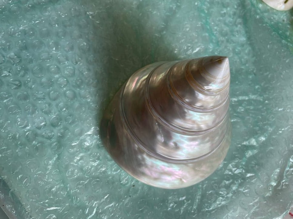 XL gepolijste Trochus Niloticus Parelmoer Schelp, Ophalen of Verzenden, Schelp(en)