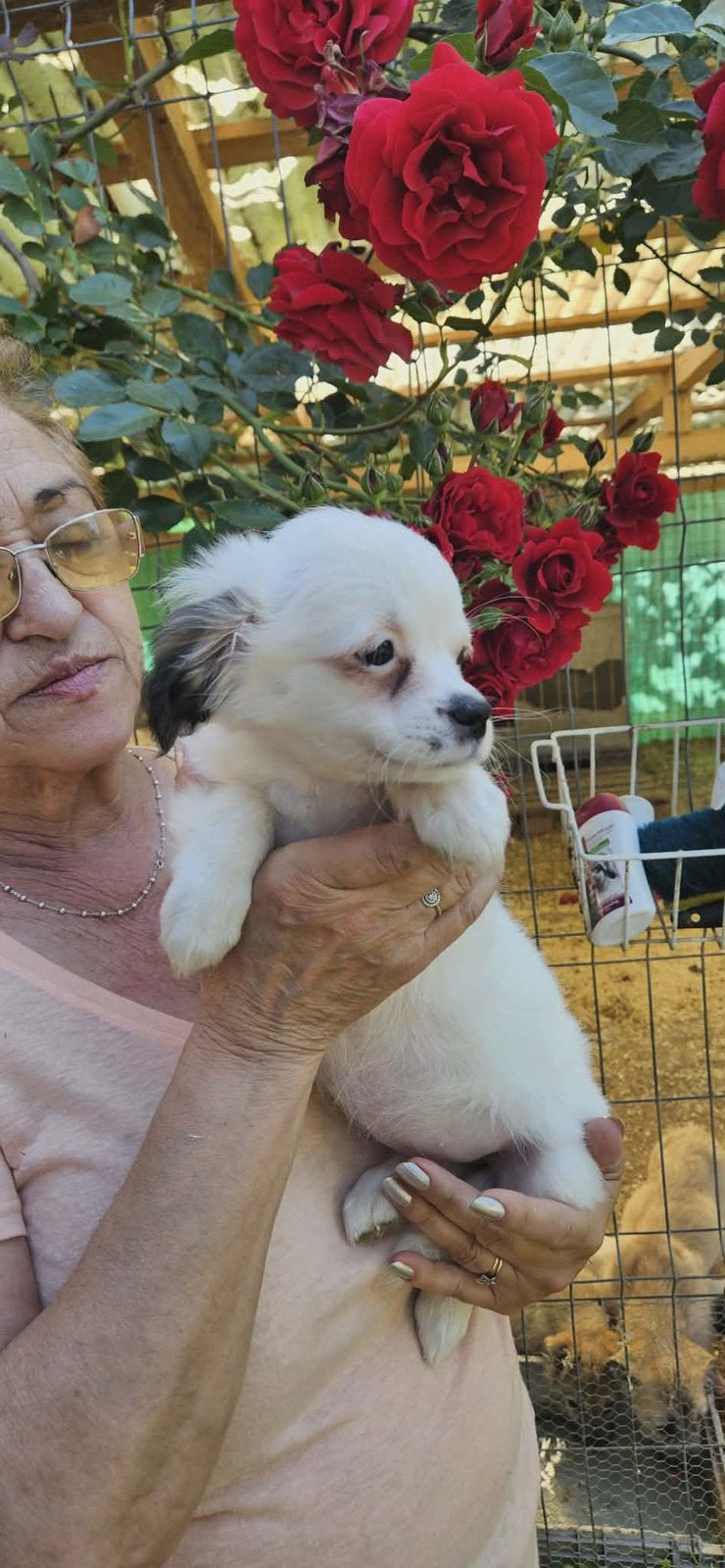 Chihuahia mix pup teefje 4 maanden, Particulier, 15 weken tot 1 jaar, Buitenland, Teef