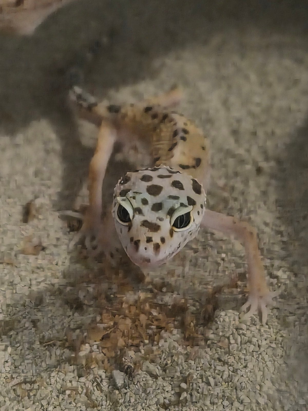 luipaard gekko