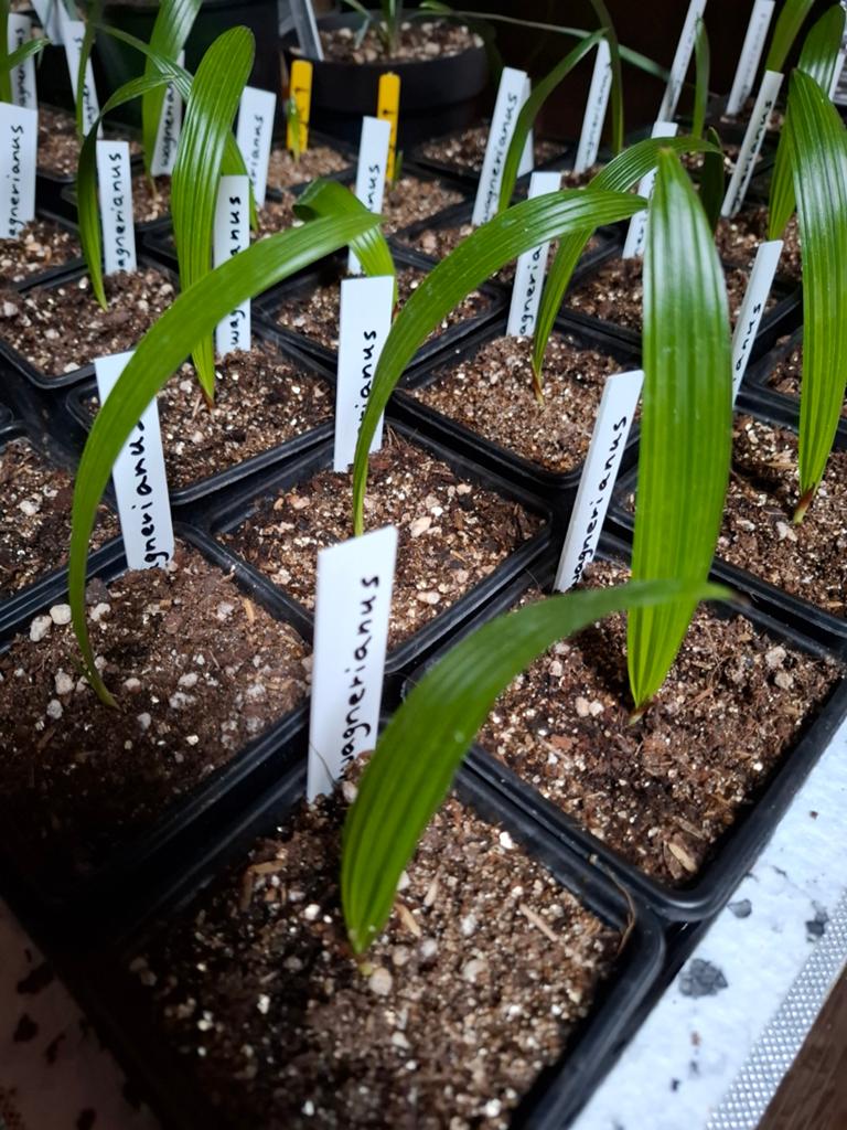 Trachycarpus wagerianus zaailingen, Ophalen of Verzenden, Overige soorten, Volle zon