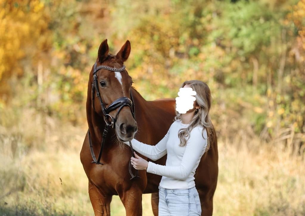 Lieve, mooie 7 jarige KWPN merrie Governor x Furst Romancier, Merrie, Dressuurpaard, 7 tot 10 jaar, 165 tot 170 cm