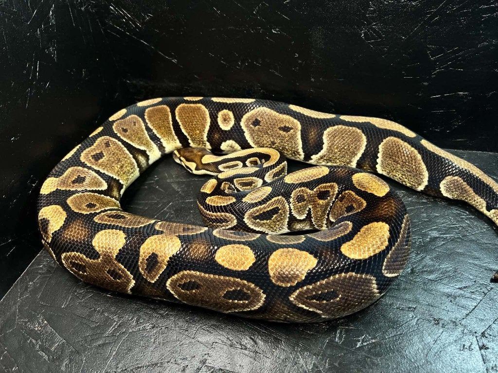 Ball python 0.1 Het Criptic bewezen (Houten), Dieren en Toebehoren, Slang, Tam, 7 tot 10 jaar