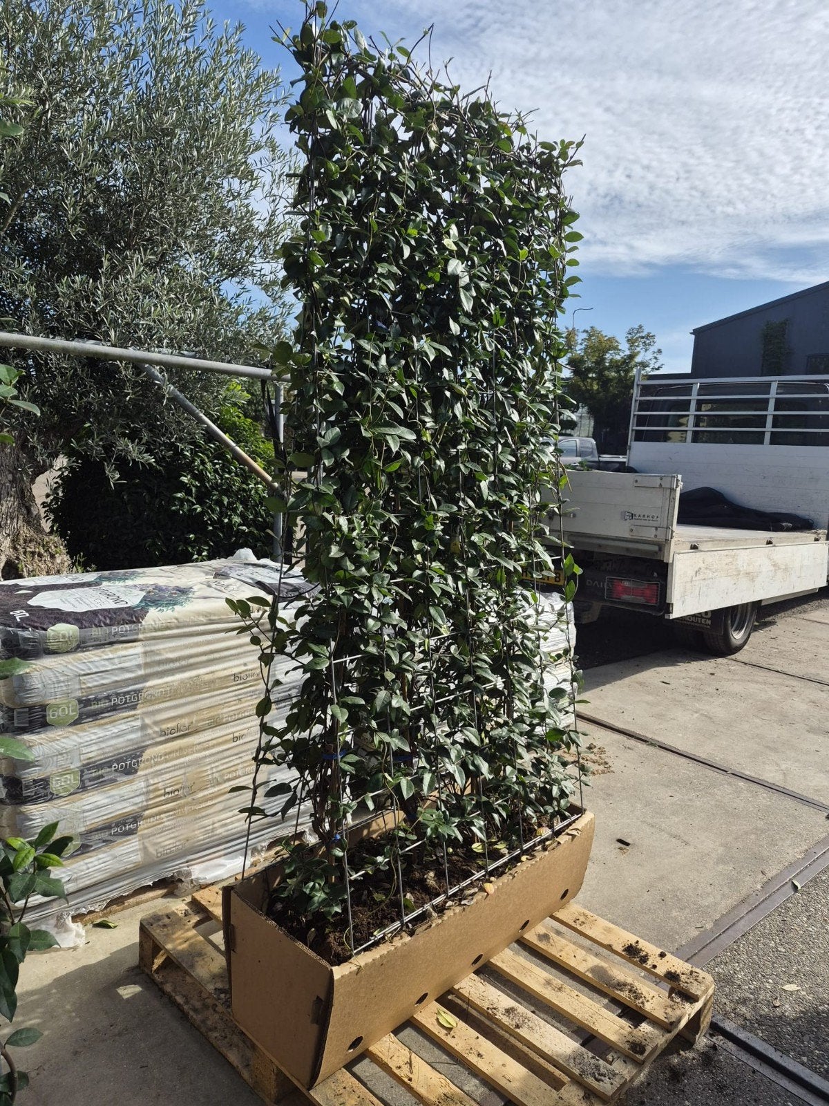 Toscaanse jasmijn haag, Tuin en Terras, Ophalen of Verzenden, Volle zon, Overige soorten, 100 tot 250 cm
