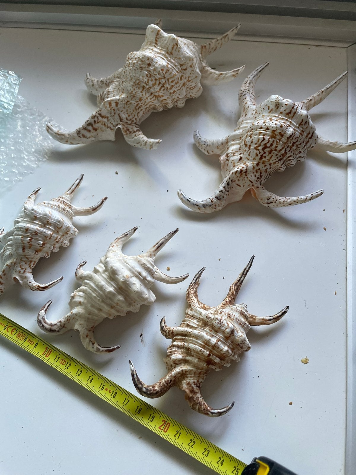 2 Grote en 3 kleine zeeschelpen - decoratie, Ophalen of Verzenden, Schelp(en)